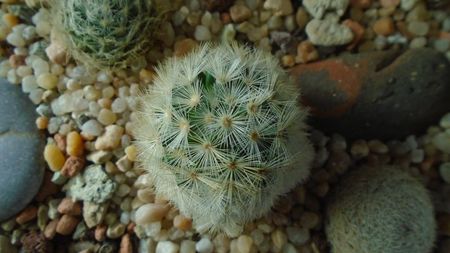 Mammillaria laui v. flavispina