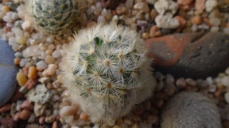 Mammillaria laui v. flavispina