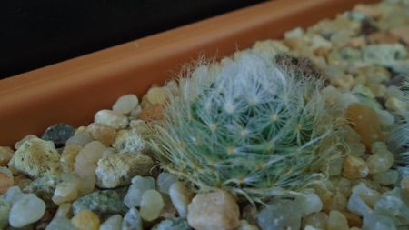 Mammillaria aureilanata