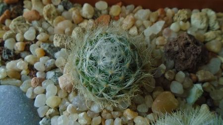 Mammillaria aureilanata