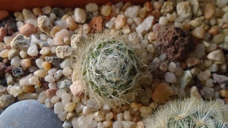 Mammillaria aureilanata