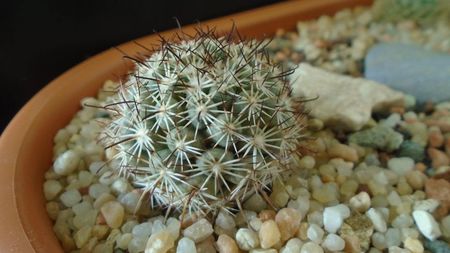 Mammillaria (Bartschella) schumannii v. globosa