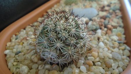 Mammillaria (Bartschella) schumannii v. globosa