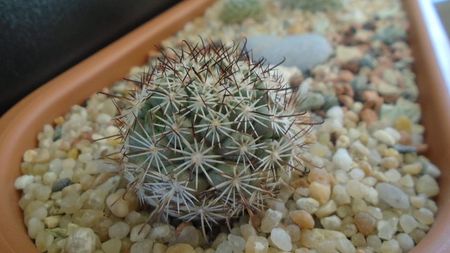 Mammillaria (Bartschella) schumannii v. globosa