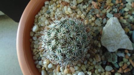 Mammillaria (Bartschella) schumannii v. globosa