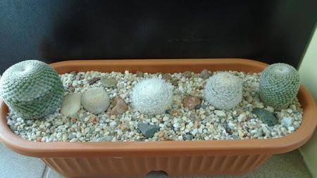 Grup de 5 Mammillaria; Mammillaria egregia
Mammillaria gasseriana
Mammillaria humboldtii
Mammillaria crucigera ssp. tlalocii
Mammillaria crucigera
