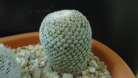 Mammillaria crucigera