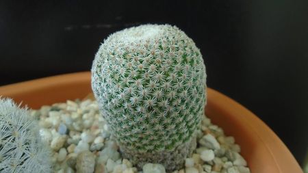 Mammillaria crucigera