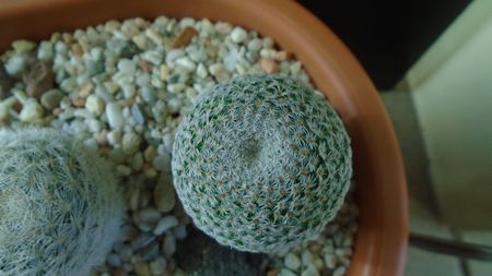 Mammillaria crucigera