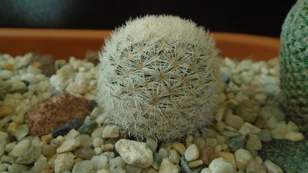 Mammillaria humboldtii