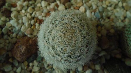 Mammillaria humboldtii