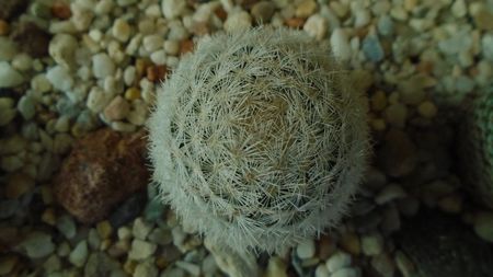 Mammillaria humboldtii