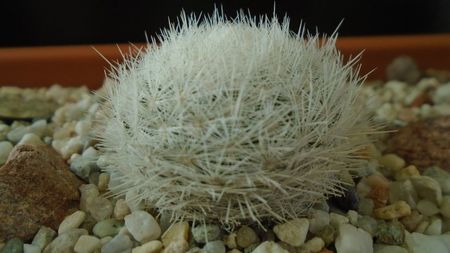 Mammillaria gasseriana, SB1164 Rodeo, Durango