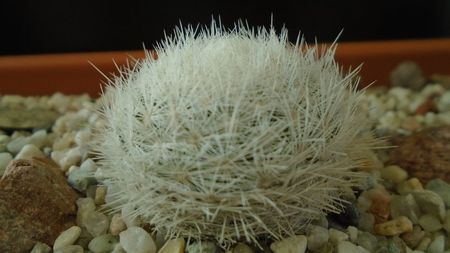 Mammillaria gasseriana, SB1164 Rodeo, Durango