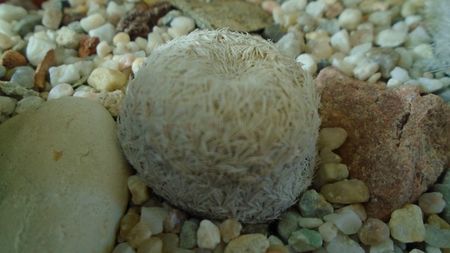 Mammillaria egregia