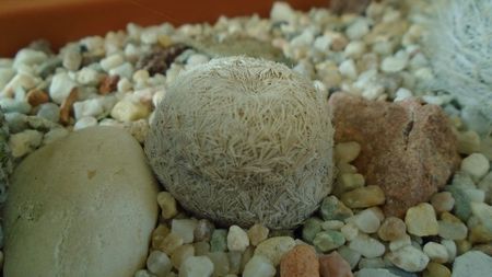 Mammillaria egregia