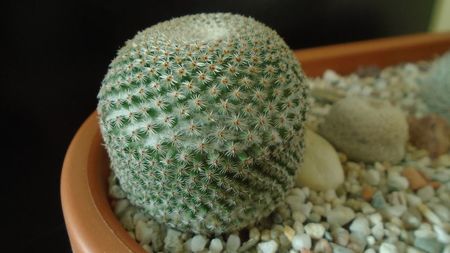 Mammillaria crucigera ssp. tlalocii