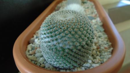 Mammillaria crucigera ssp. tlalocii