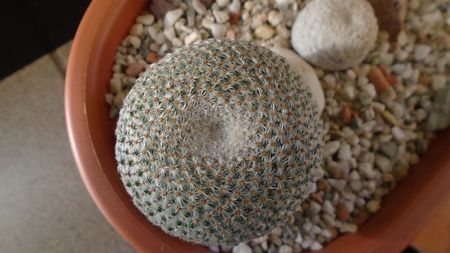 Mammillaria crucigera ssp. tlalocii