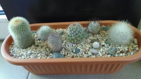 Grup de 7 Mammillaria; Mammillaria herrerae 
Mammillaria machucae
Mammillaria pilcayensis chrysodactyla 
Mammillaria pottsii
Mammillaria senilis 
Mammillaria standleyi 
Mammillaria perezdelarosae
