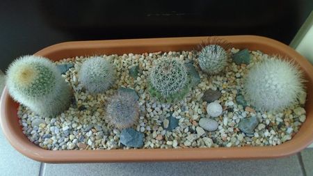 Grup de 7 Mammillaria; Mammillaria herrerae 
Mammillaria machucae
Mammillaria pilcayensis chrysodactyla 
Mammillaria pottsii
Mammillaria senilis 
Mammillaria standleyi 
Mammillaria perezdelarosae
