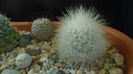 Mammillaria senilis