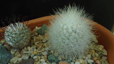 Mammillaria senilis