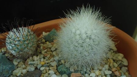 Mammillaria senilis