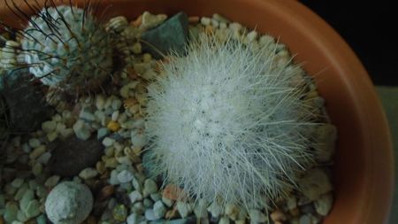 Mammillaria senilis