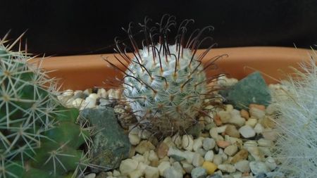 Mammillaria perezdelarosae