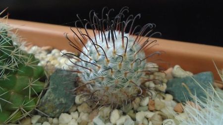 Mammillaria perezdelarosae