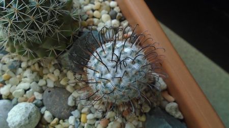 Mammillaria perezdelarosae