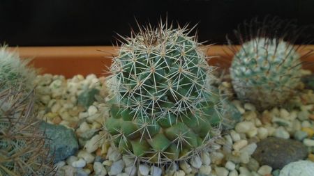 Mammillaria standleyi, L 086, Sierra Obscura 200m, Mx.