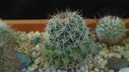 Mammillaria standleyi, L 086, Sierra Obscura 200m, Mx.