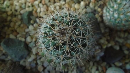 Mammillaria standleyi, L 086, Sierra Obscura 200m, Mx.