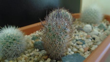 Mammillaria pottsii, SB324, Ramon Arispe, Coahuila, Mx.