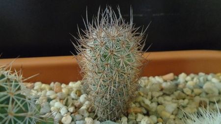 Mammillaria pottsii, SB324, Ramon Arispe, Coahuila, Mx.