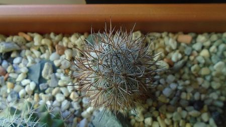 Mammillaria pottsii, SB324, Ramon Arispe, Coahuila, Mx.