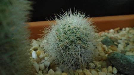 Mammillaria machucae, Jalisco, Mx.