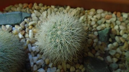 Mammillaria machucae, Jalisco, Mx.