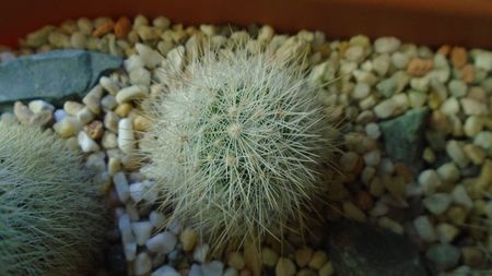 Mammillaria machucae, Jalisco, Mx.