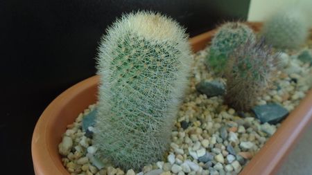 Mammillaria pilcayensis chrysodactyla