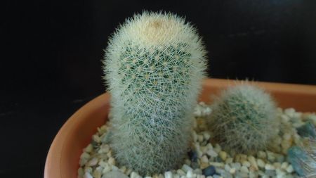 Mammillaria pilcayensis chrysodactyla