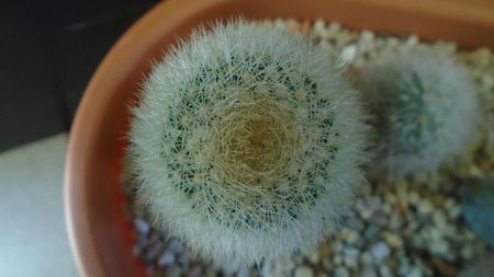 Mammillaria pilcayensis chrysodactyla