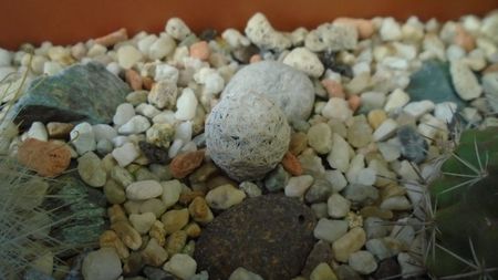 Mammillaria herrerae