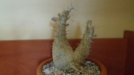 Pachypodium saundersii
