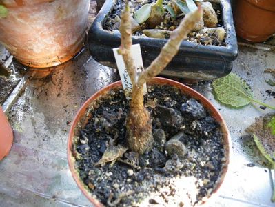 ficus abutilifolia 85