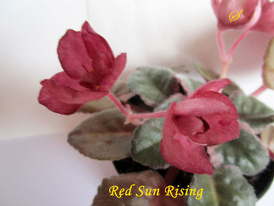 Red Sun Rising(7-02-2020)
