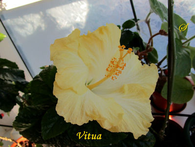 Vitua(8-02-2020)'