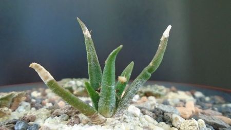 Ariocarpus agavoides ssp. sanluisensis